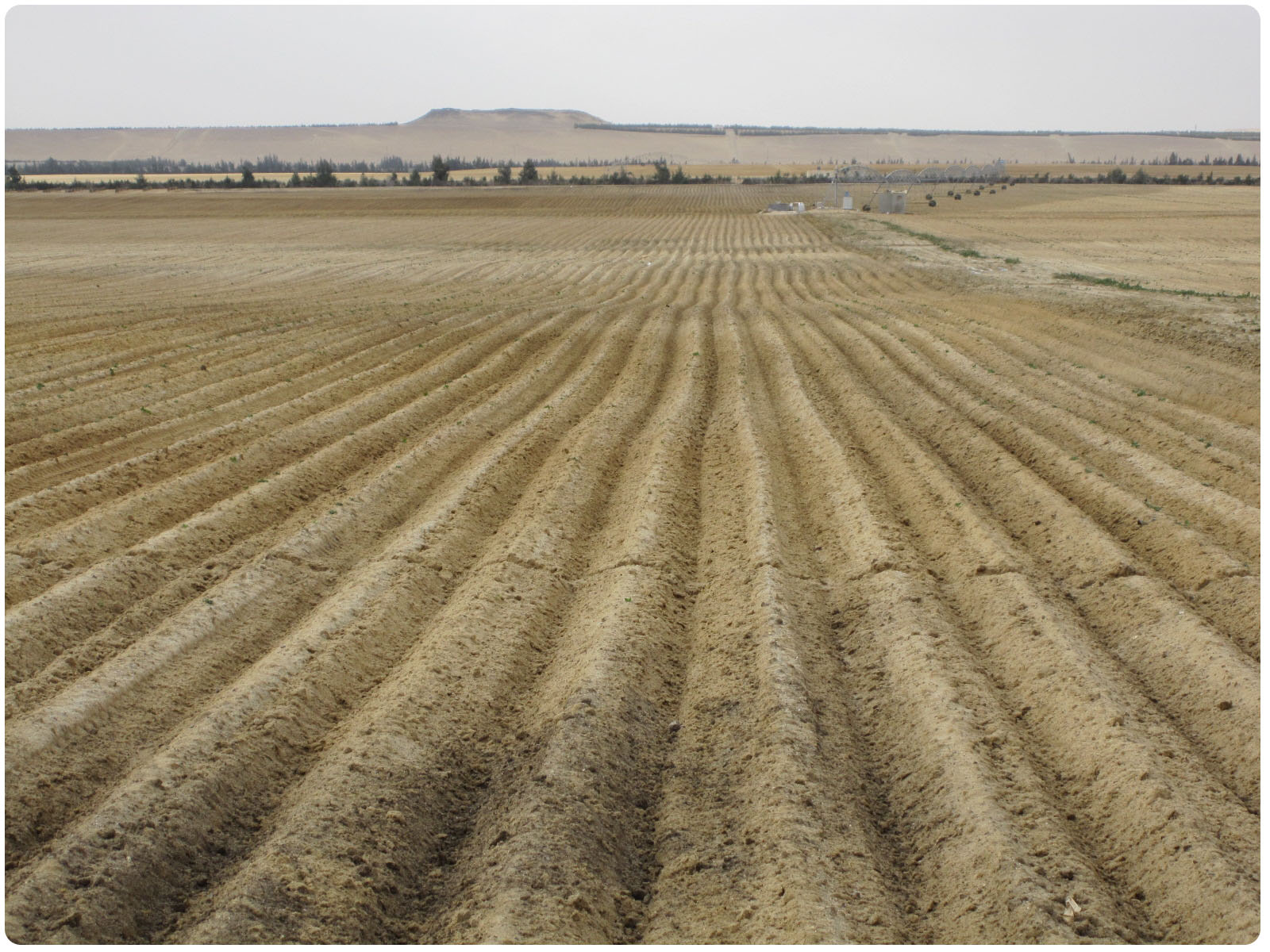 Potato field egypt
